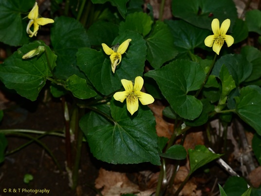 {Viola eriocarpa}